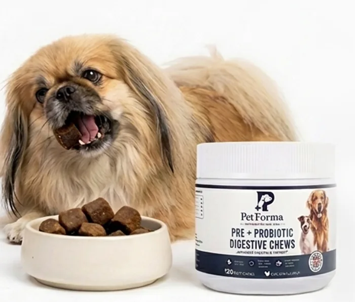 Ein Pekinese mit einem Chew am Napf, die PetForma-Dose steht gleich daneben